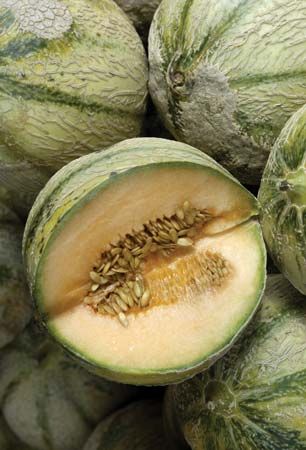 muskmelon