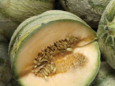 muskmelon