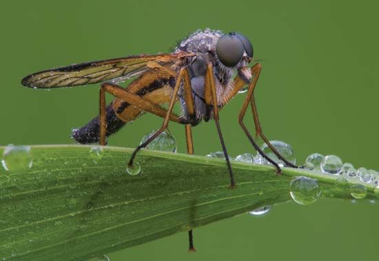 snipe fly