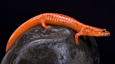 How do lungless salamanders breathe?