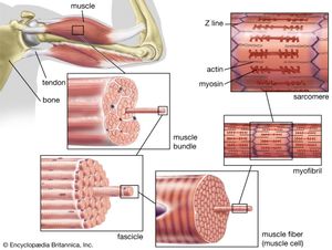 striated muscle structure: cutaway view