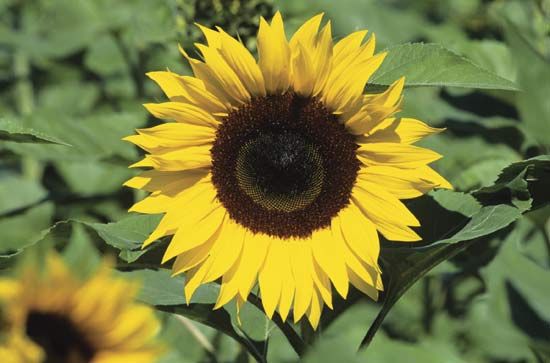 sunflower