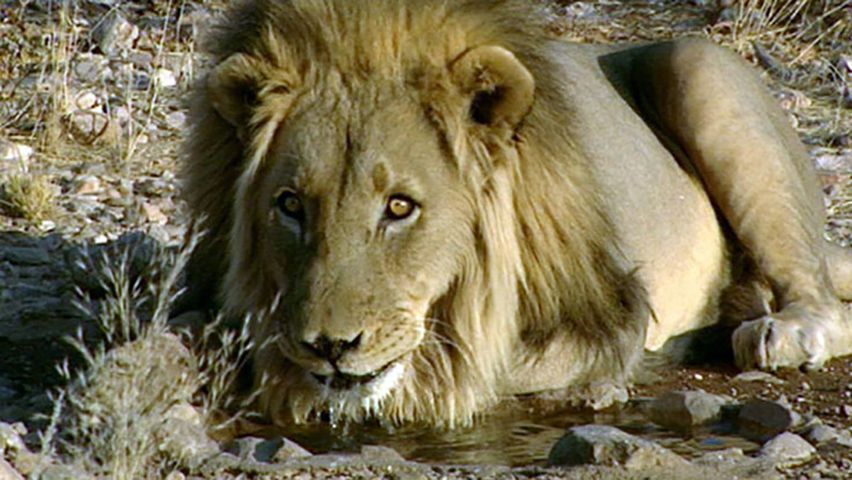 Namibia: lions
