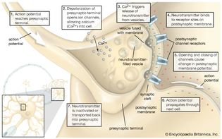 Synapse