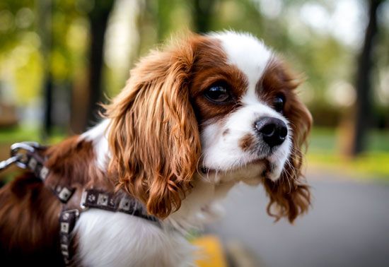 Cavalier King Charles Spaniel