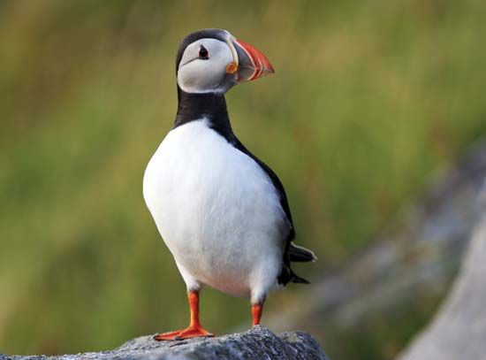 common puffin