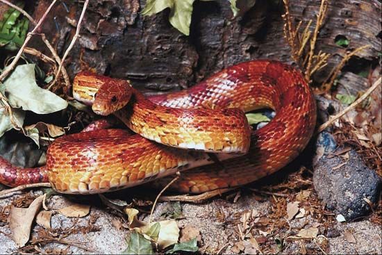 corn snake