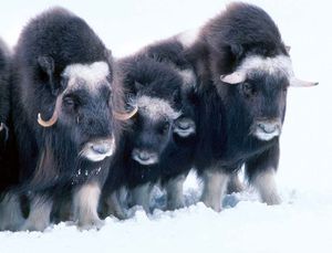 musk oxen