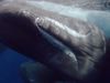 Encountering a newborn sperm whale