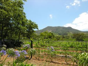 vineyard