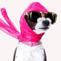 Dog dressed with oversized sunglasses, pink jeweled dog collar, and flowing pink scarf. (pampered pets, fashionable pets)