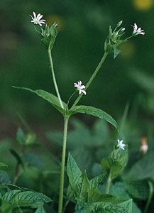 wood stitchwort