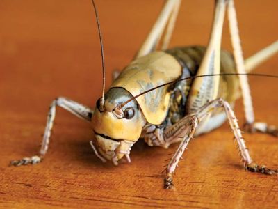 Shield-backed katydid