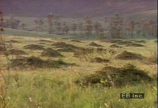 Learn how European immigrants settled and introduced agriculture and ranching to the Pampas in Argentina