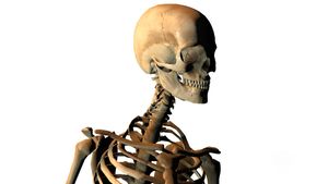 How do our bones grow and develop?