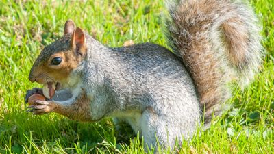 Gray squirrel holding acorns sitting on hind legs in bright sunlight in a grassy field in autumn, Brighton, East Sussex, Uk, Europe.