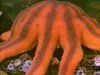 Observe sea star reproduction, from egg and sperm release and fertilization to development of zooplankton embryos and larvae