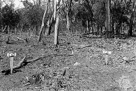 biological control of invasive prickly pear cactus in Australia
