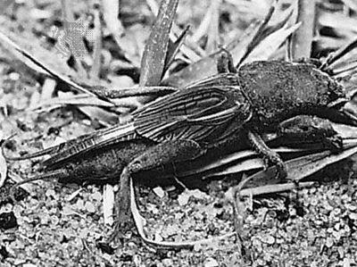mole cricket