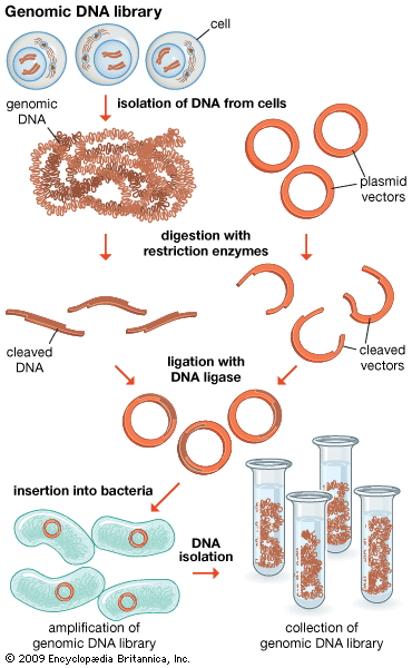 Genomic DNA library