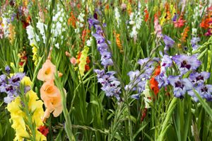 gladioli