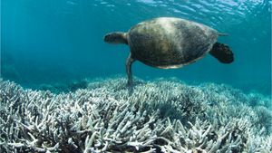 What causes coral bleaching on the Great Barrier Reef?