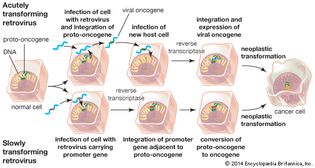 cancer-causing retroviruses