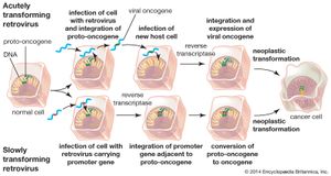 cancer-causing retroviruses