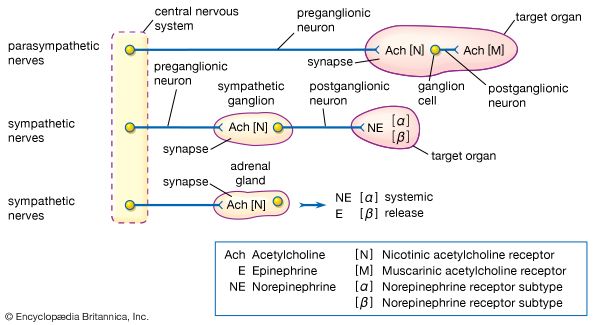 Autonomic nervous system