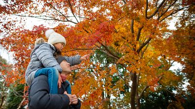 Father and daughter looking at autumn leaves