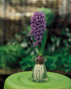 hyacinth