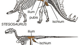 Skeletons of an ornithischian dinosaur (Stegosaurus) and a saurischian dinosaur (Deinonychus). The skeleton of Stegosaurus shows a pelvic arrangement resembling that of birds, with a long ilium and a pubis having a short blade that extends backward into a long thin process lying below and parallel to the ischium. The pelvic girdle of Deinonychus shows the triangular outline formed by the ischium, pubis, and ilium characteristic of the saurischians.