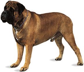 Bullmastiff