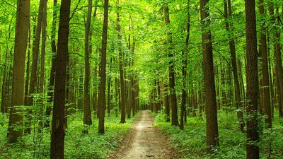Path through summer forest in the Ukraine. (trees, lush, green, walk, walkway, road, Ukrainia, Ukrainian, woods)