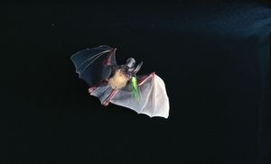 Insect predation