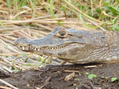yacaré caiman
