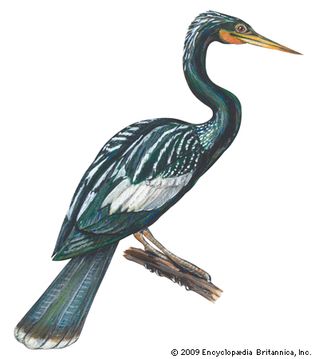 anhinga