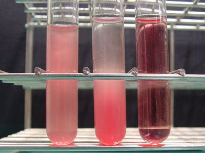 Blood plasma