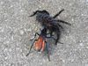 The video thumbnail image shows a tarantula hawk wasp attacking a tarantula spider.