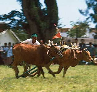 bull racing