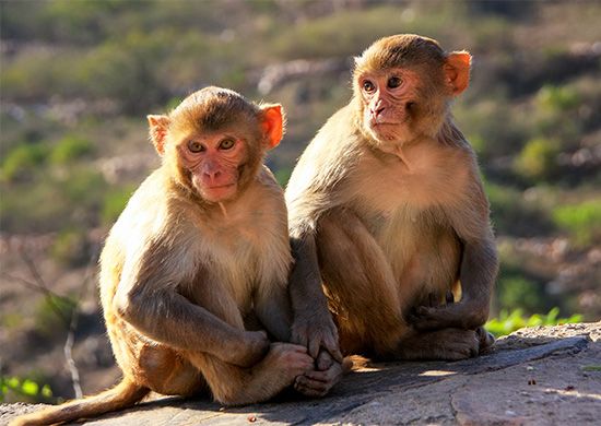 India: rhesus monkeys