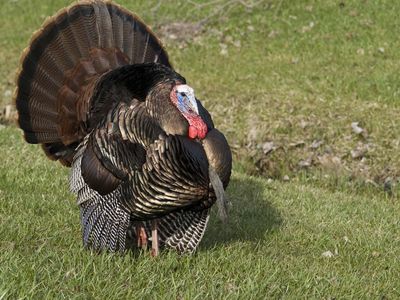 common turkey