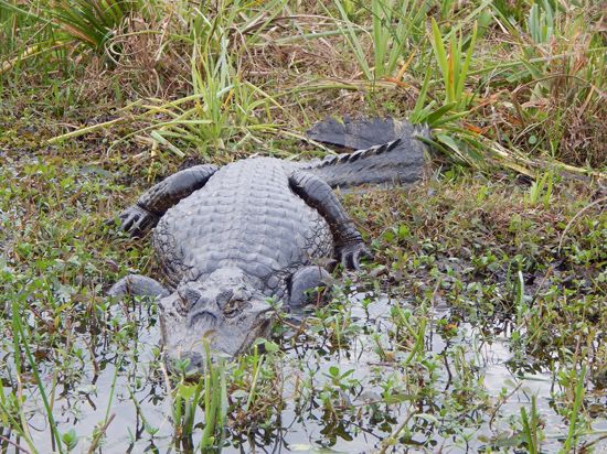 Yacaré caiman