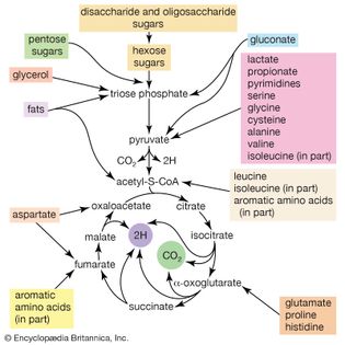 catabolism in E. coli