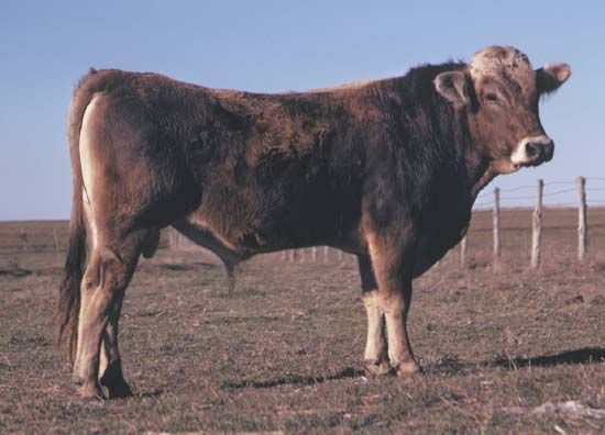 Brown Swiss bull