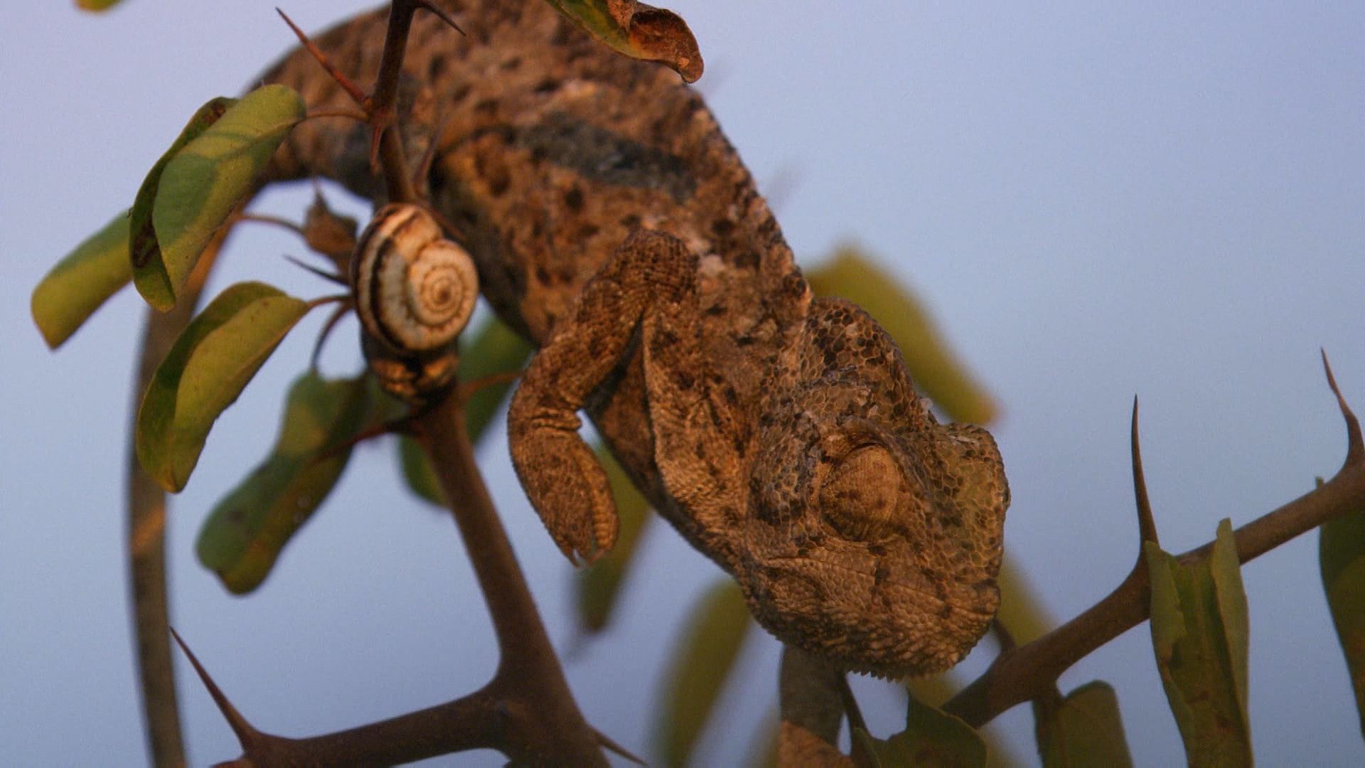 chameleon: on the hunt
