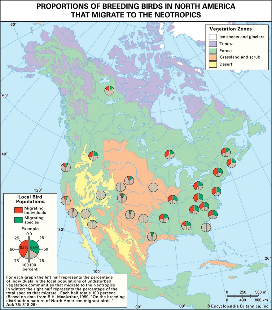 North American bird migration