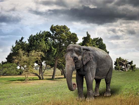 India: Asian elephant