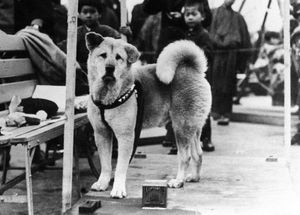 Hachikō
