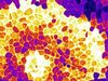 See a movie illustrating wounded cells releasing signaling molecules causing a wave of calcium signaling